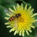 Image of Marmalade hoverfly