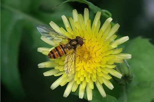 Image of Marmalade hoverfly