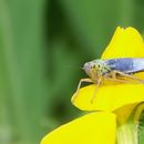 Image de Cicadella