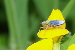 Image of Cicadella viridis (Linnaeus 1758)