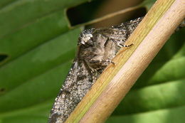 Image of peppered moth