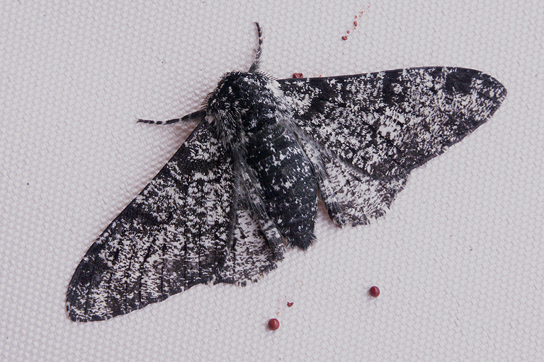 Image of peppered moth