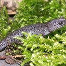 Image of Japanese Black Salamander