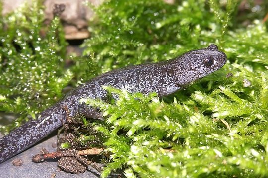 Image of Japanese Black Salamander