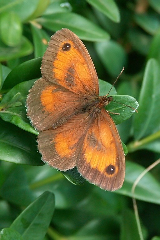 Image of hedge brown