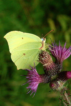 Imagem de Gonepteryx rhamni (Linnaeus 1758)