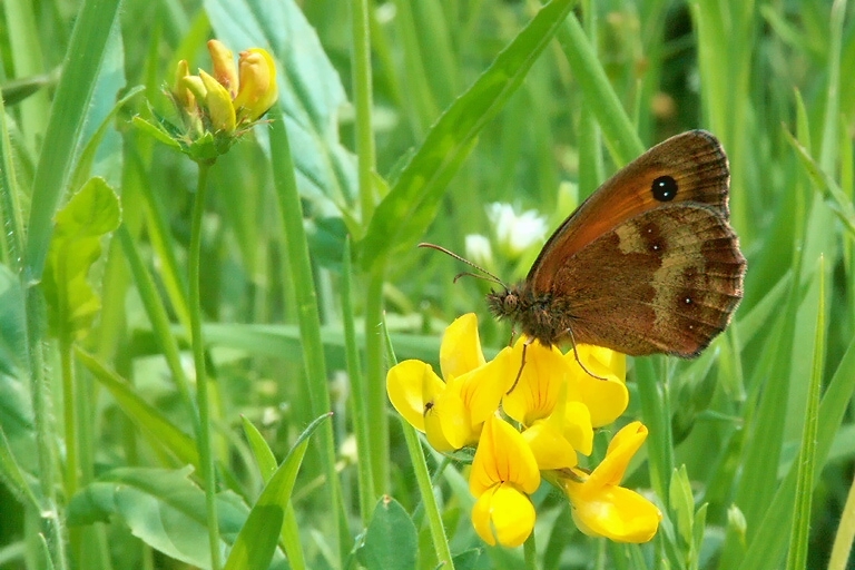 Image of hedge brown