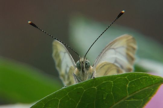 Image de piéride du chou