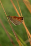 Image of small skipper