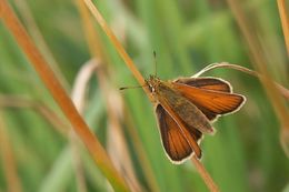 Image of small skipper