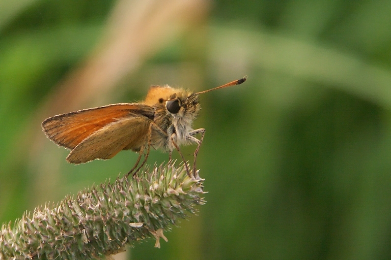 Image of small skipper