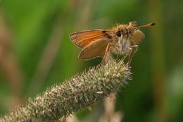 Image of small skipper