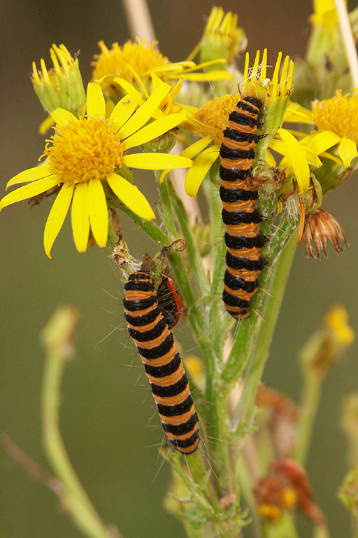 Image of <i>Tyria jacobaeae</i>