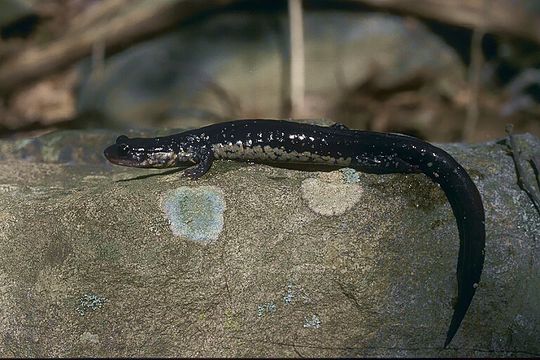 Imagem de Plethodon glutinosus (Green 1818)