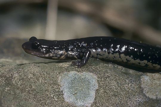 Image of Plethodon chattahoochee Highton ex Highton, Maha & Maxson 1989