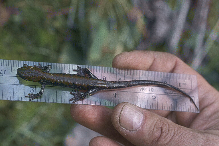 Image de Plethodon petraeus Wynn, Highton & Jacobs 1988