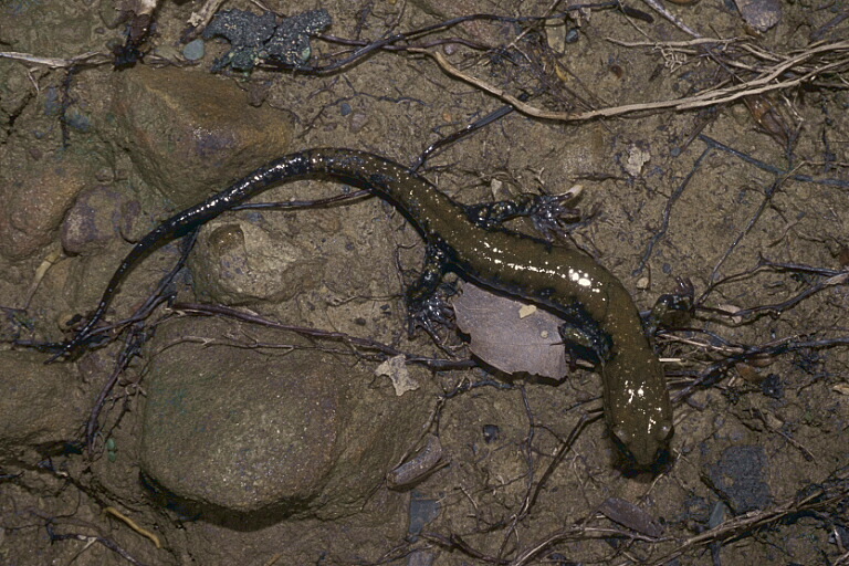 Image de Plethodon petraeus Wynn, Highton & Jacobs 1988