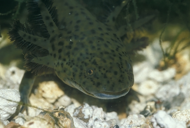 Image of Axolotl