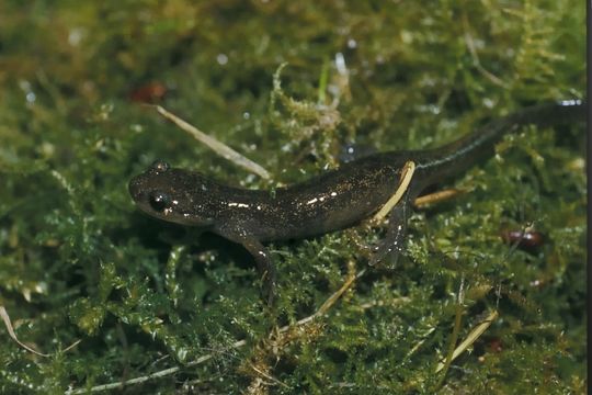 Image of Ezo Salamander