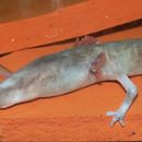 Image of Cave salamander