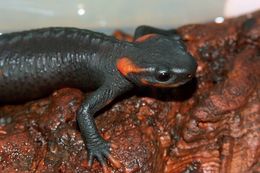 Image of Pusakang crocodile newt