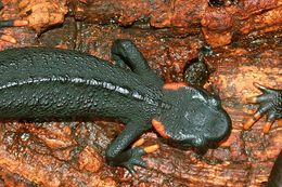 Image of Pusakang crocodile newt