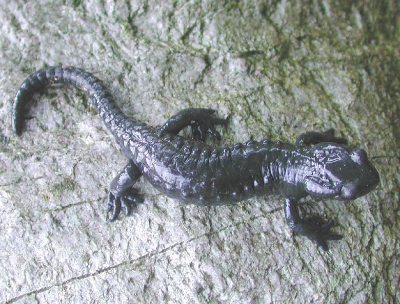 صورة Salamandra atra Laurenti 1768