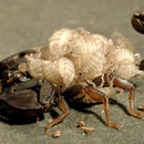 Image of Small wood-scorpions