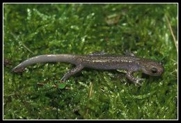 Image of Ezo Salamander