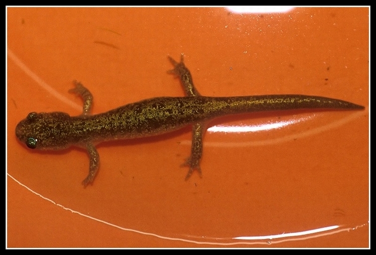 Image of Ezo Salamander