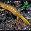 Image of Tsushima Salamander