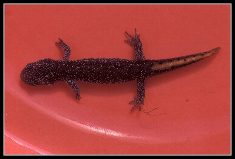 Image of Clouded Salamander