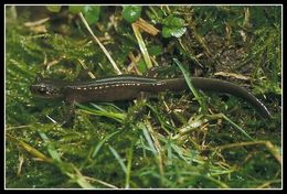 Image of Ezo Salamander