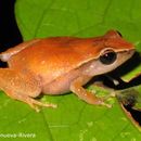 Image of Forester's Cabin Robber Frog