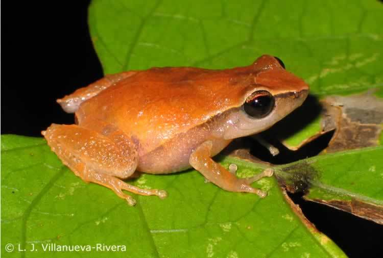 Image of Forester's Cabin Robber Frog