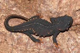Image of Anderson's Crocodile Newt