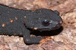 Image of Anderson's Crocodile Newt