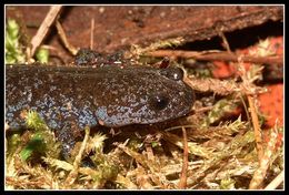 صورة Hynobius nigrescens Stejneger 1907