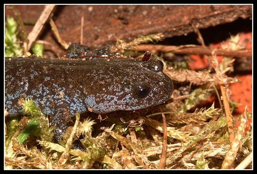 Image of Japanese Black Salamander