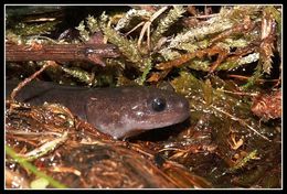 Image of Ezo Salamander