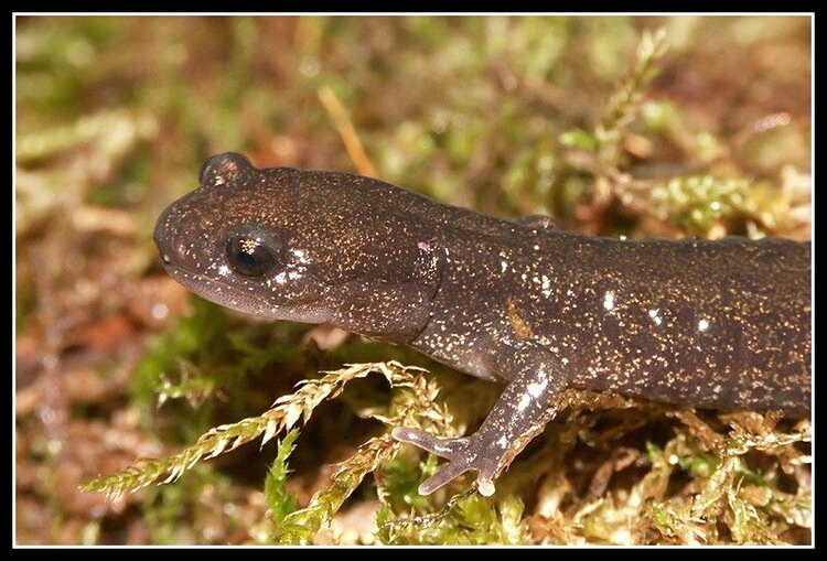 Image of Ezo Salamander