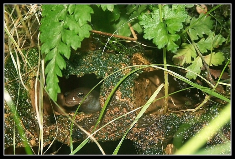 Image of Clouded Salamander