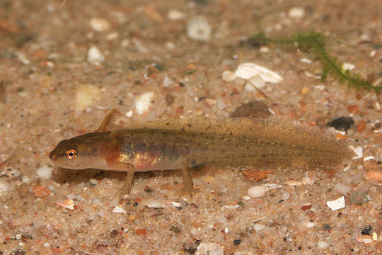 Image of Smooth Newt