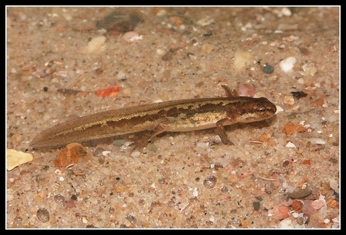 Image of Smooth Newt