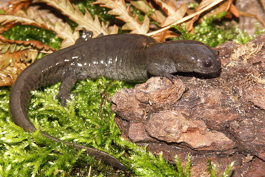 Plancia ëd Ambystoma texanum (Matthes 1855)