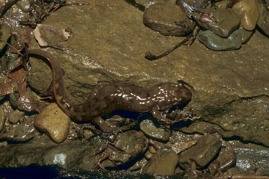 Image of Seal Salamander