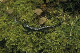 Imagem de Plethodon glutinosus (Green 1818)