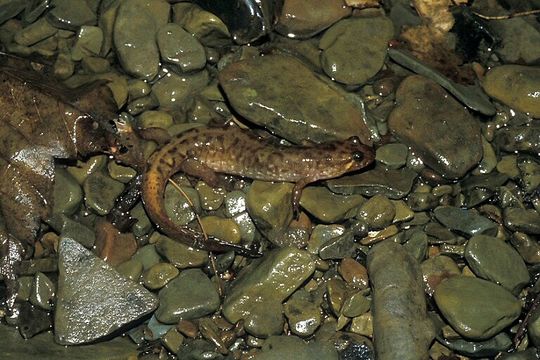 Image of Seal Salamander