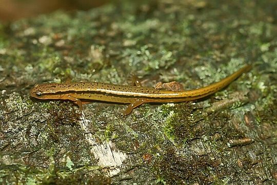 Image of Northern Two-lined Salamander