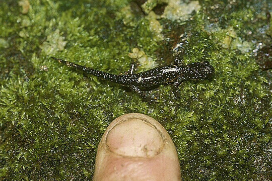 Image of Northern Slimy Salamander